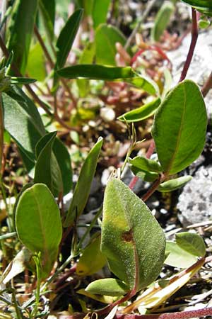 Anthyllis vulneraria subsp. alpestris \ Alpen-Wundklee, D Fridingen 3.6.2015