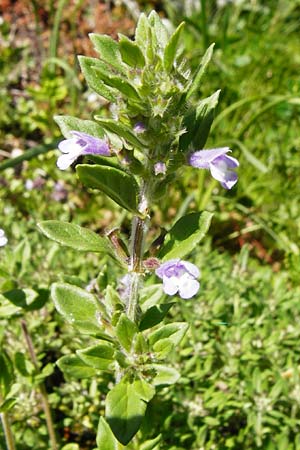 Clinopodium acinos \ Gemeiner Steinquendel / Basil Thyme, D Fridingen 3.6.2015