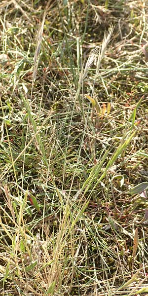 Festuca bromoides \ Trespen-FederschwingelSchwingel / Brome Fescue, D Karlsruhe 10.7.2016