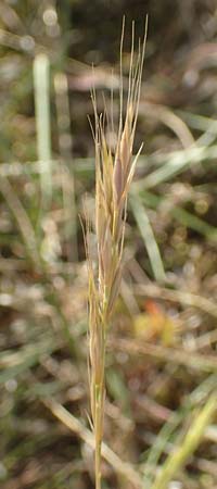 Festuca bromoides \ Trespen-FederschwingelSchwingel / Brome Fescue, D Karlsruhe 10.7.2016
