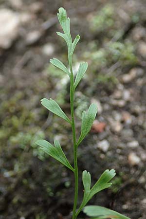 Asplenium x alternifolium, Hybrid Spleenwort