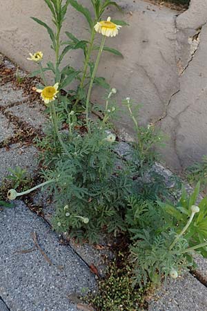 Anthemis arvensis / Corn Chamomile, D Mannheim 20.6.2020