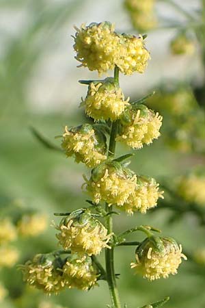 Artemisia annua \ Einj�hriger Beifu� / Annual Wormwood, D Brandenburg, Havelaue-Strodehne 17.9.2020