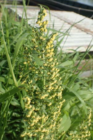 Artemisia annua \ Einj�hriger Beifu� / Annual Wormwood, D Brandenburg, Havelaue-Strodehne 17.9.2020