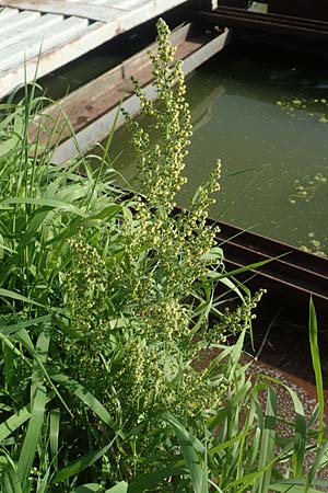 Artemisia annua \ Einj�hriger Beifu� / Annual Wormwood, D Brandenburg, Havelaue-Strodehne 17.9.2020