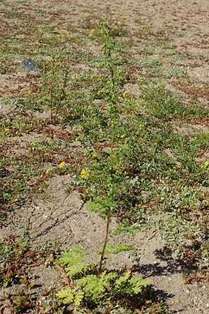 Artemisia annua \ Einj�hriger Beifu� / Annual Wormwood, D Sachsen-Anhalt, Havelberg 18.9.2020