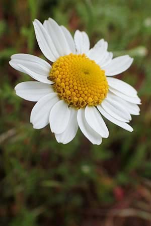 Anthemis arvensis / Corn Chamomile, D Odenwald, W&uuml;nschmichelbach 12.5.2021