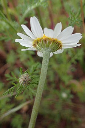 Anthemis arvensis / Corn Chamomile, D Odenwald, W&uuml;nschmichelbach 12.5.2021
