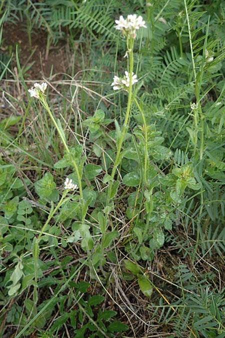 Arabis auriculata \ Ge�hrte G�nsekresse, D Neuleiningen 15.5.2021