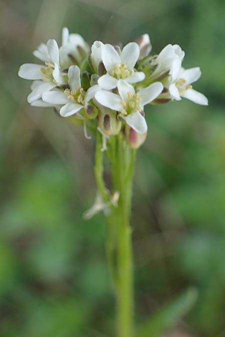 Arabis auriculata \ Ge�hrte G�nsekresse, D Neuleiningen 15.5.2021
