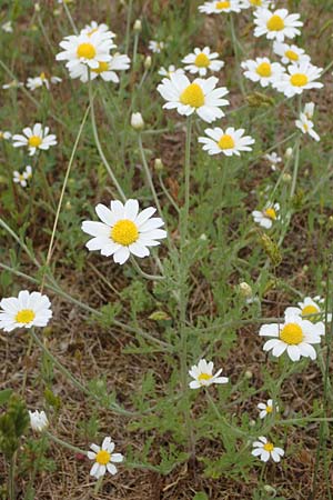 Anthemis arvensis, Acker-Hundskamille