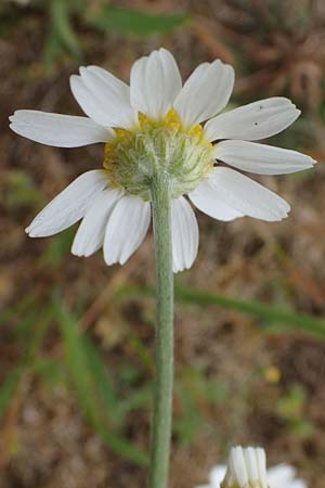 Anthemis arvensis / Corn Chamomile, D Hockenheim 8.6.2021