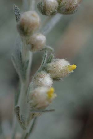 Artemisia repens \ Kriechende Beifu� / Creeping Wormwood, D Lampertheim 27.8.2021