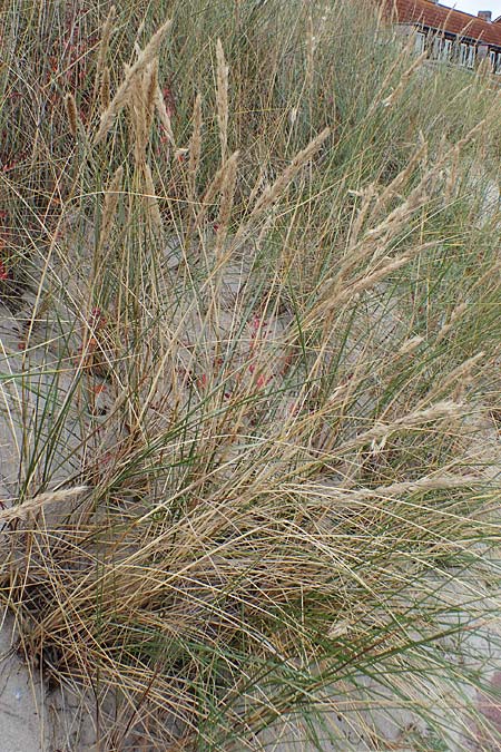 Calamagrostis arenaria \ Strand-Hafer / European Marram Grass, European Beach Grass, D Hohwacht 13.9.2021