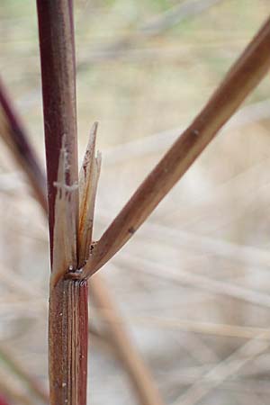 Calamagrostis arenaria \ Strand-Hafer / European Marram Grass, European Beach Grass, D Hohwacht 13.9.2021