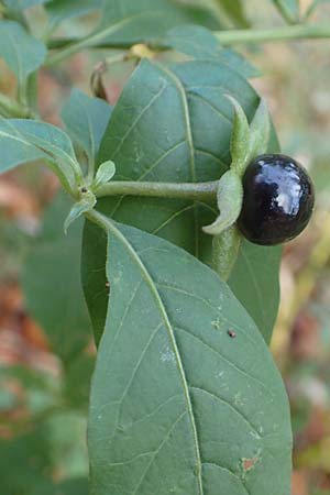 Atropa bella-donna \ Tollkirsche / Deadly Nightshade, D Schriesheim-Altenbach 8.11.2015