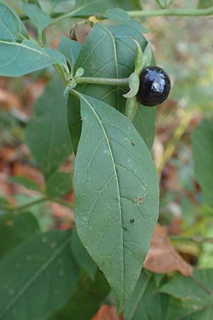 Atropa bella-donna \ Tollkirsche / Deadly Nightshade, D Schriesheim-Altenbach 8.11.2015