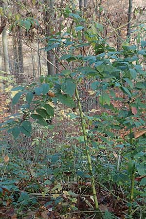 Atropa bella-donna \ Tollkirsche / Deadly Nightshade, D Schriesheim-Altenbach 8.11.2015