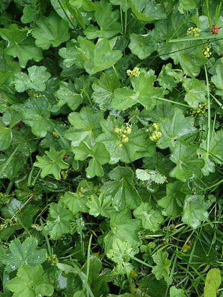 Alchemilla baltica \ Baltischer Frauenmantel / Baltic Lady's Mantle, D Schwarzwald/Black-Forest, Belchen 13.7.2021
