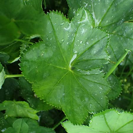 Alchemilla baltica \ Baltischer Frauenmantel / Baltic Lady's Mantle, D Schwarzwald/Black-Forest, Belchen 13.7.2021
