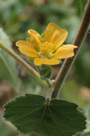 Abutilon theophrasti \ Chinesische Samtpappel, Lindenbl�ttrige Sch�nmalve / Velvet Leaf, Indian Mallow, D R&ouml;merberg 30.8.2022