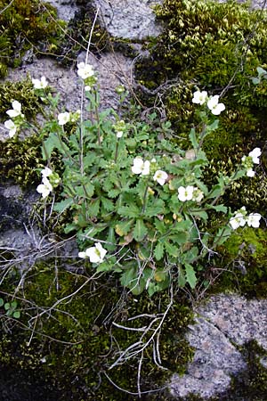 Arabis alpina subsp. caucasica \ Kaukasische G�nsekresse / Wall Rock-Cress, D Odenwald, Lindenfels 4.3.2014