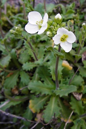 Arabis alpina subsp. caucasica \ Kaukasische G�nsekresse / Wall Rock-Cress, D Odenwald, Lindenfels 4.3.2014