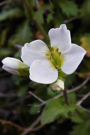 Arabis alpina subsp. caucasica \ Kaukasische G�nsekresse / Wall Rock-Cress, D Odenwald, Lindenfels 4.3.2014