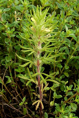 Ajuga chamaepitys \ Gelber G�nsel / Ground Pine, D Weinheim an der Bergstra&szlig;e 5.6.2016