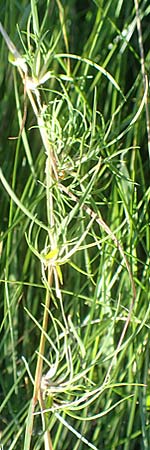Agrostis canina \ Hunds-Strau�gras / Velvet Bentgrass, D Odenwald, Hammelbach 2.10.2015