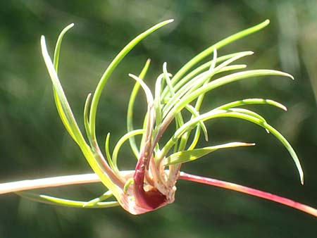 Agrostis canina \ Hunds-Strau�gras / Velvet Bentgrass, D Odenwald, Hammelbach 2.10.2015