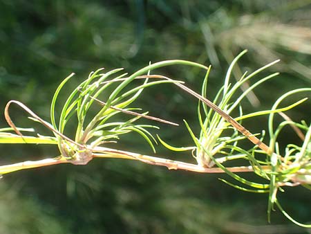Agrostis canina \ Hunds-Strau�gras / Velvet Bentgrass, D Odenwald, Hammelbach 2.10.2015