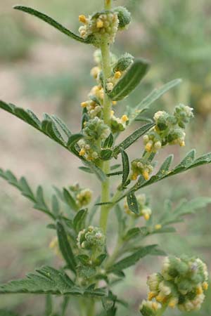 Ambrosia coronopifolia \ Ausdauernde Ambrosie / Perennial Ragweed, D Mannheim-Rheinau 8.8.2017