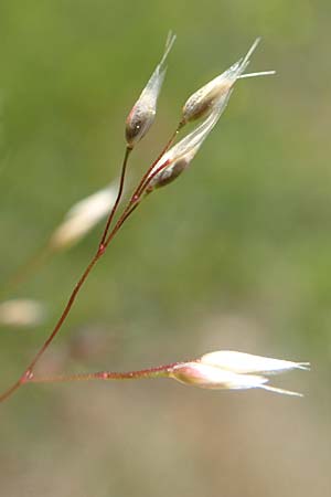 Aira caryophyllea, Nelken-Haferschmiele