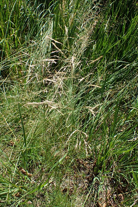 Agrostis canina \ Hunds-Strau�gras / Velvet Bentgrass, D M&ouml;rfelden-Walldorf 14.8.2021