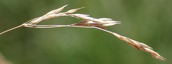 Agrostis canina \ Hunds-Strau�gras / Velvet Bentgrass, D M&ouml;rfelden-Walldorf 14.8.2021