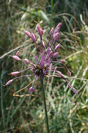 Allium carinatum \ Gekielter Lauch / Keeled Garlic, D M&ouml;rfelden-Walldorf 14.8.2021