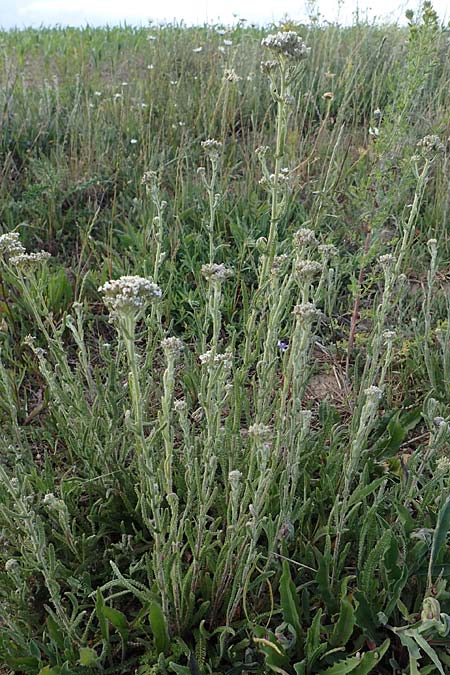 Achillea setacea / Fine-Leaved Milfoil, D Sachsen-Anhalt, S&uuml;&szlig;er See 7.6.2022