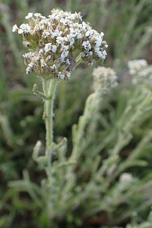 Achillea setacea / Fine-Leaved Milfoil, D Sachsen-Anhalt, S&uuml;&szlig;er See 7.6.2022