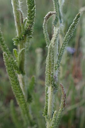 Achillea setacea / Fine-Leaved Milfoil, D Sachsen-Anhalt, S&uuml;&szlig;er See 7.6.2022