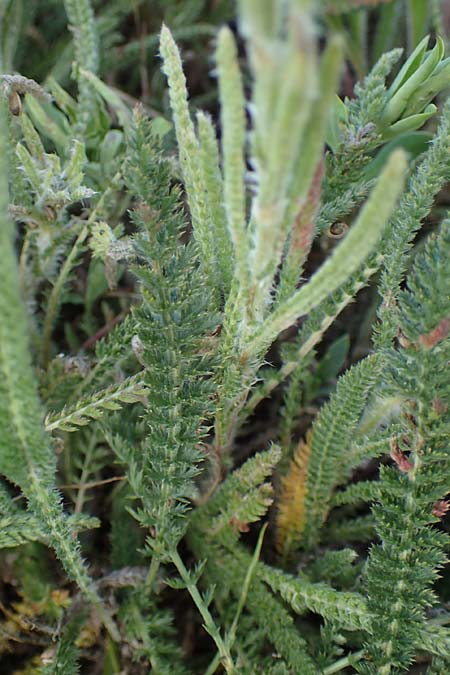 Achillea setacea / Fine-Leaved Milfoil, D Sachsen-Anhalt, S&uuml;&szlig;er See 7.6.2022