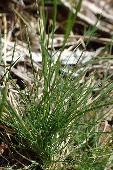 Agrostis canina \ Hunds-Strau�gras / Velvet Bentgrass, D B&ouml;hl-Iggelheim 2.7.2023