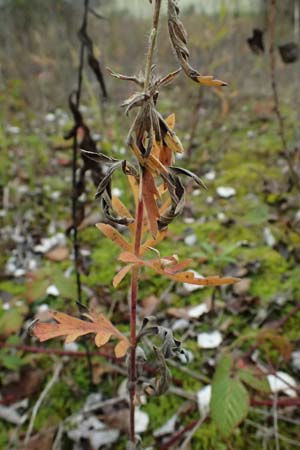 Ambrosia coronopifolia \ Ausdauernde Ambrosie / Perennial Ragweed, D Germersheim-Lingenfeld 16.10.2024