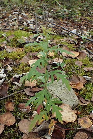 Ambrosia coronopifolia \ Ausdauernde Ambrosie / Perennial Ragweed, D Germersheim-Lingenfeld 16.10.2024