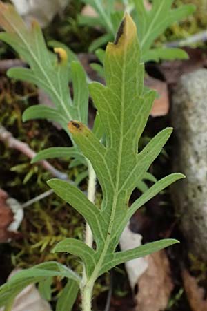 Ambrosia coronopifolia \ Ausdauernde Ambrosie / Perennial Ragweed, D Germersheim-Lingenfeld 16.10.2024