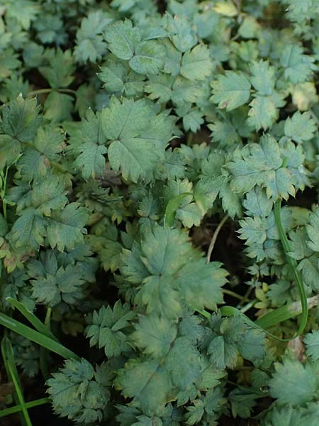 Acaena caesiiglauca \ Blaugraues Stacheln�sschen / Silver New Zealand Burr, D Essen 21.6.2025