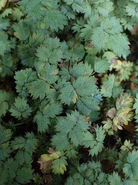 Acaena caesiiglauca \ Blaugraues Stacheln�sschen / Silver New Zealand Burr, D Essen 21.6.2025