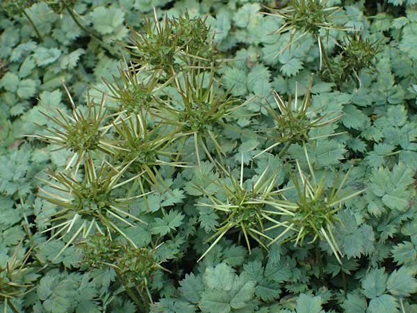 Acaena caesiiglauca \ Blaugraues Stacheln�sschen / Silver New Zealand Burr, D Essen 21.6.2025