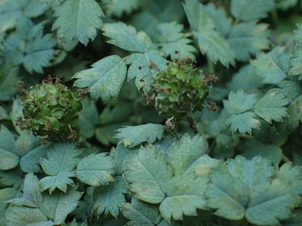 Acaena caesiiglauca \ Blaugraues Stacheln�sschen / Silver New Zealand Burr, D Essen 21.6.2025