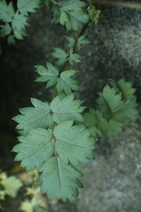 Acaena caesiiglauca \ Blaugraues Stacheln�sschen / Silver New Zealand Burr, D Essen 21.6.2025
